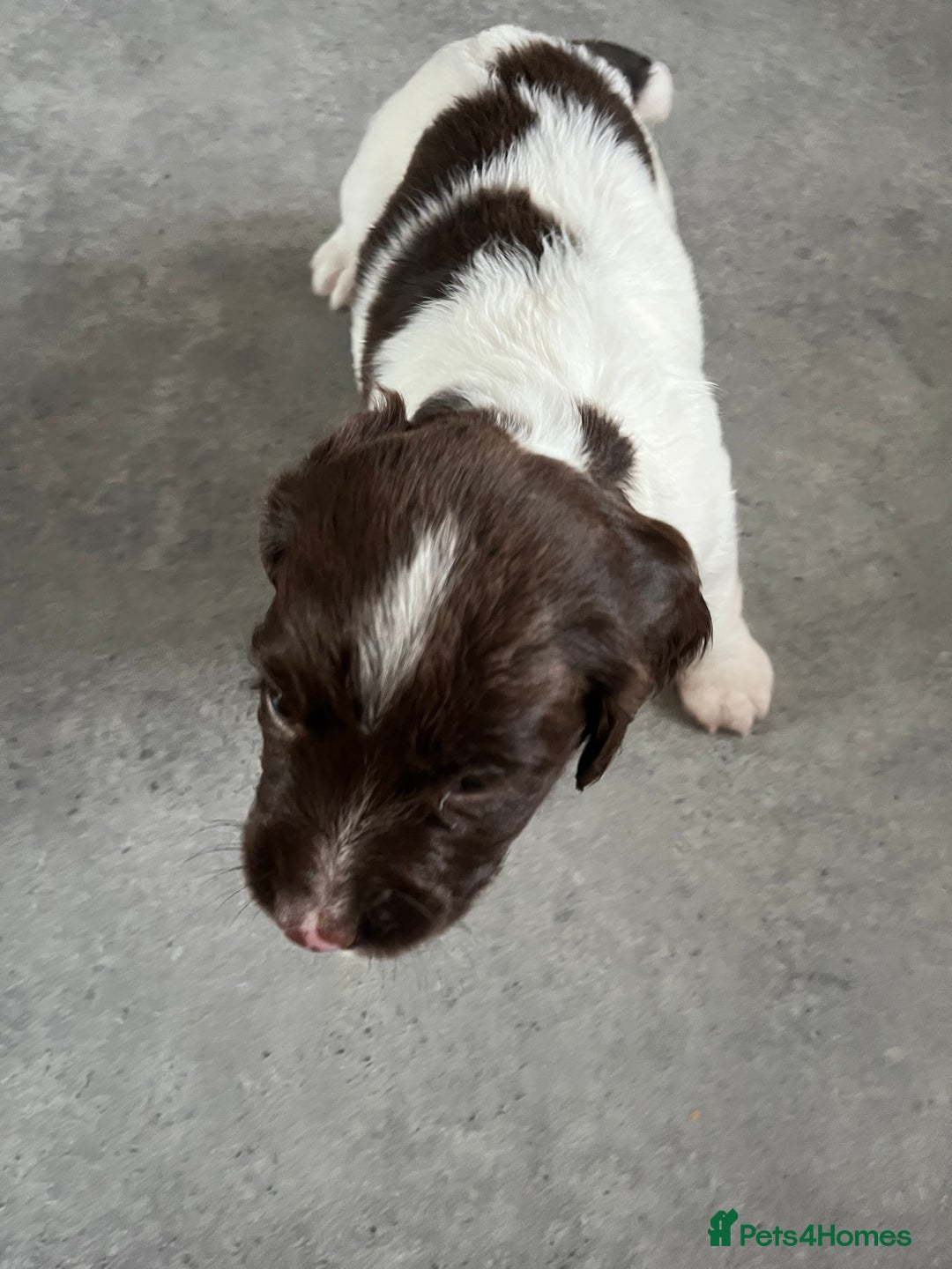 English Springer Spaniel dogs for sale: KC English springer spaniel puppies  - Image 24