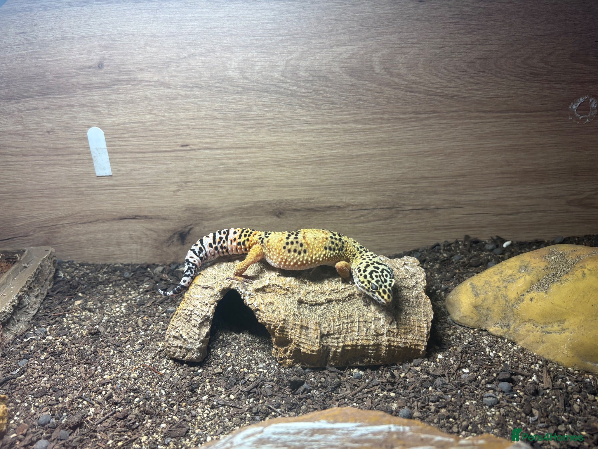 Leopard Gecko reptiles Leopard gecko for sale  - Advert 5