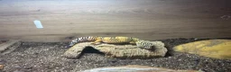 Leopard Gecko reptiles for sale: Leopard gecko for sale  in Luton - Advert 1