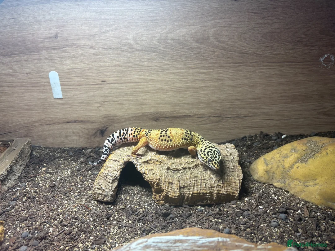 Leopard Gecko reptiles for sale: Leopard gecko for sale  in Luton - Advert 1