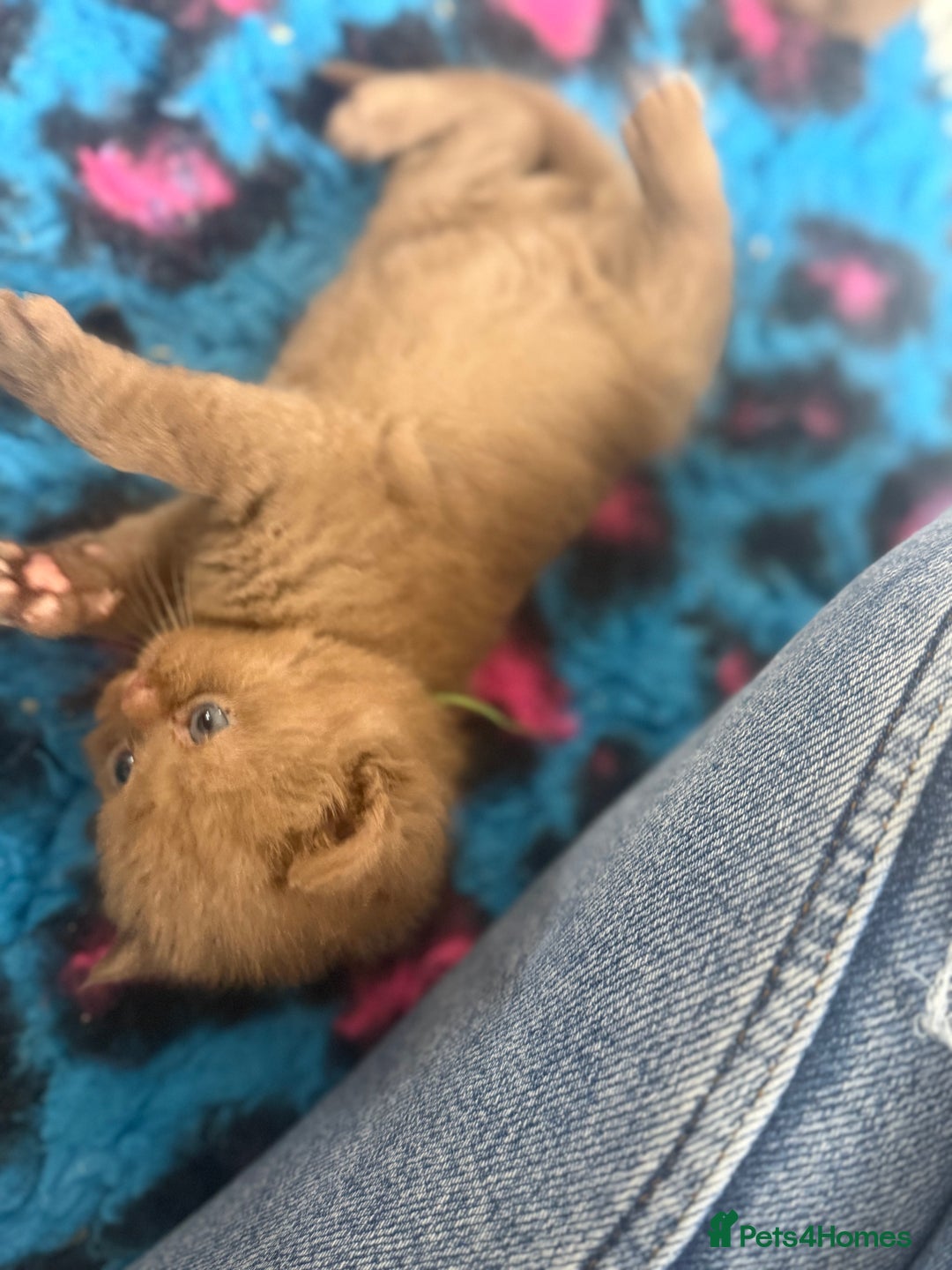 British Shorthair cats for sale: British shorthair kittens  - Image 17