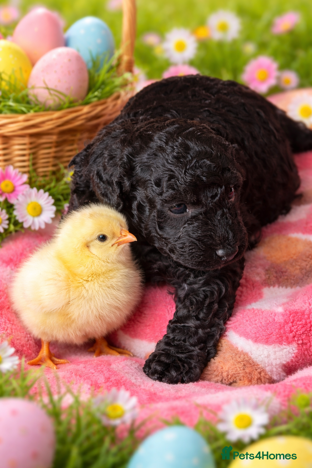 Cockapoo dogs LAST TWO ! Stunning Cockapoo boys !🖤 - Advert 1