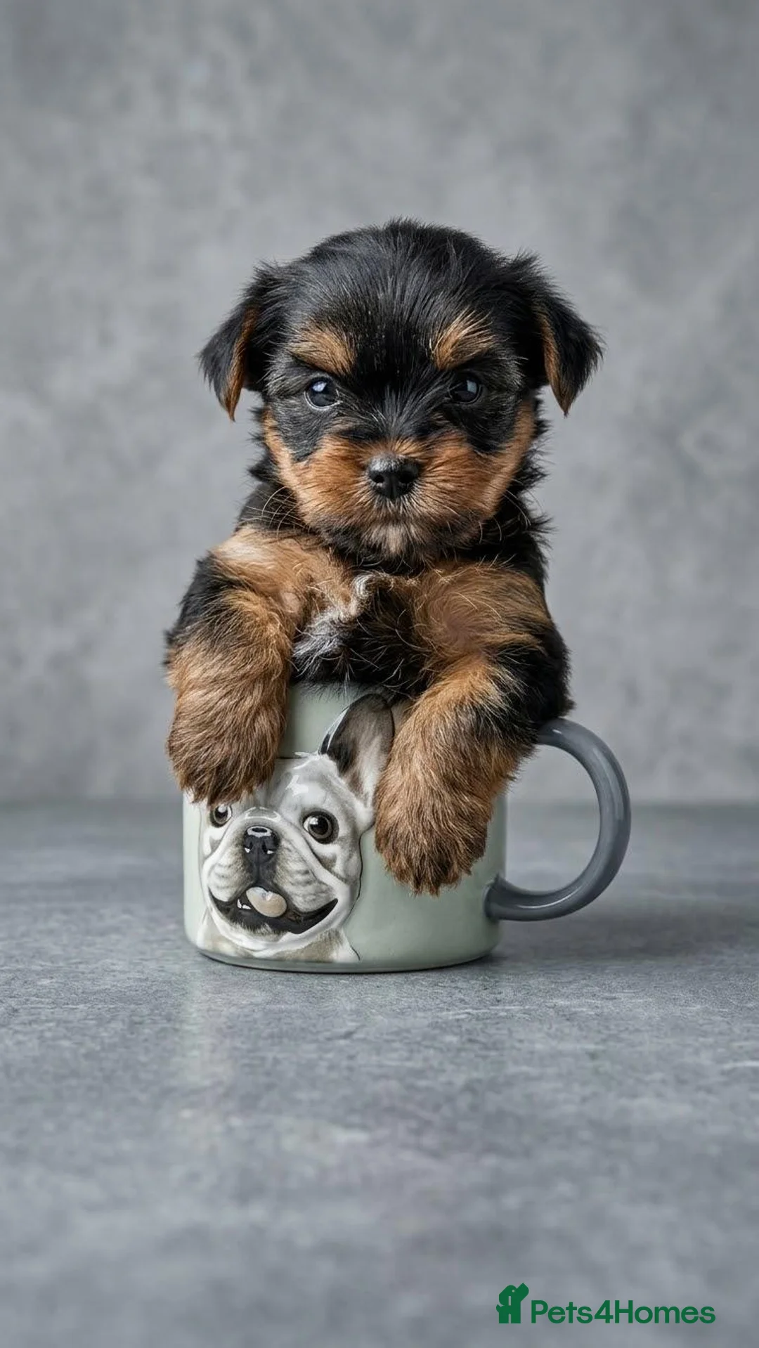 Yorkshire Terrier dogs for sale: Miniature Yorkshire Terrier  - Advert 1