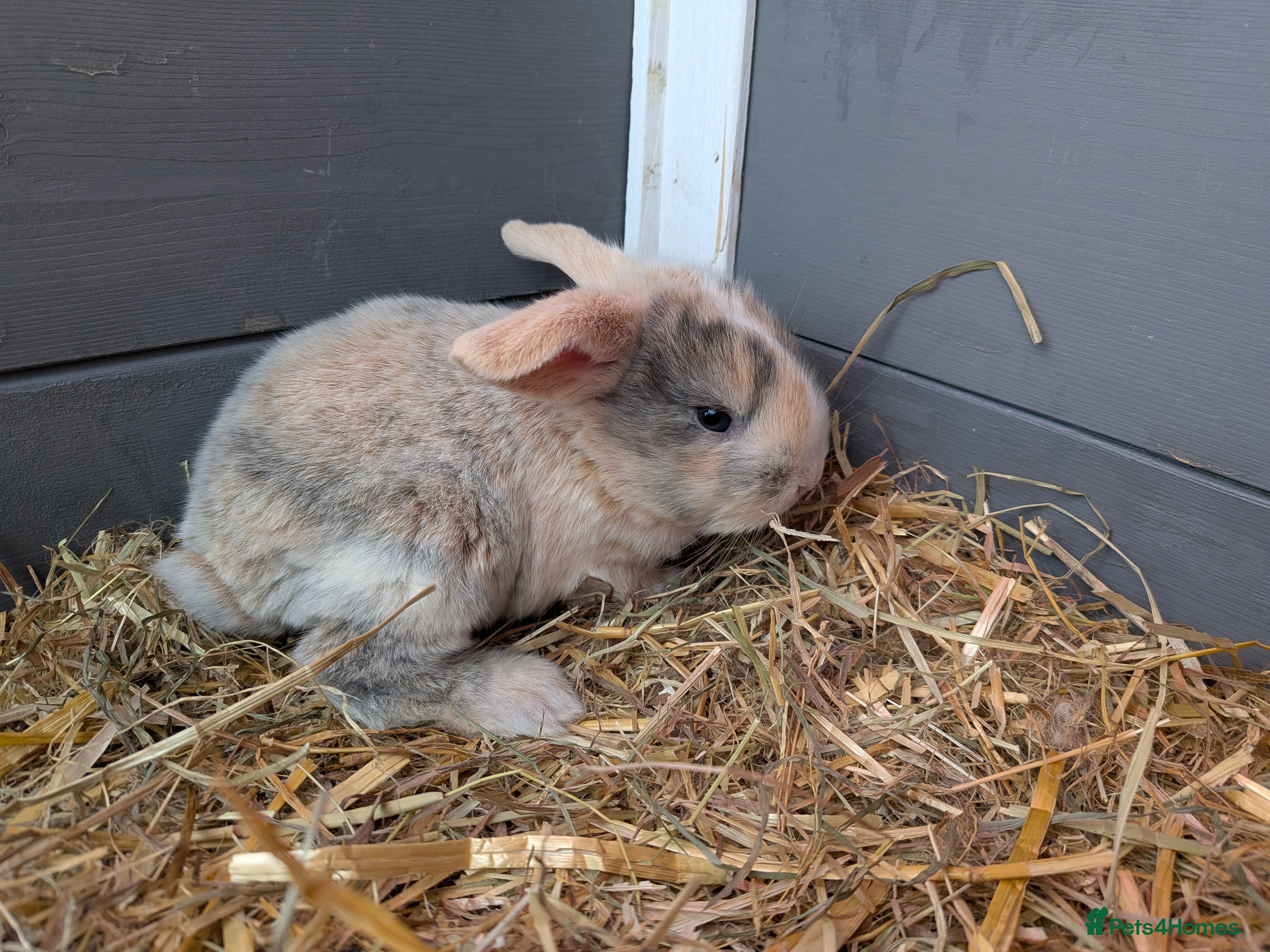 English Lop rabbits 1 English lops  - Advert 1