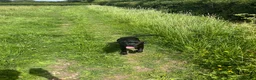 Cane Corso dogs for sale: Lovely cane corso female  - Advert 6