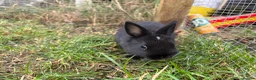 Netherland Dwarf rabbits for sale: Pure netherland dwarf babies - Advert 7