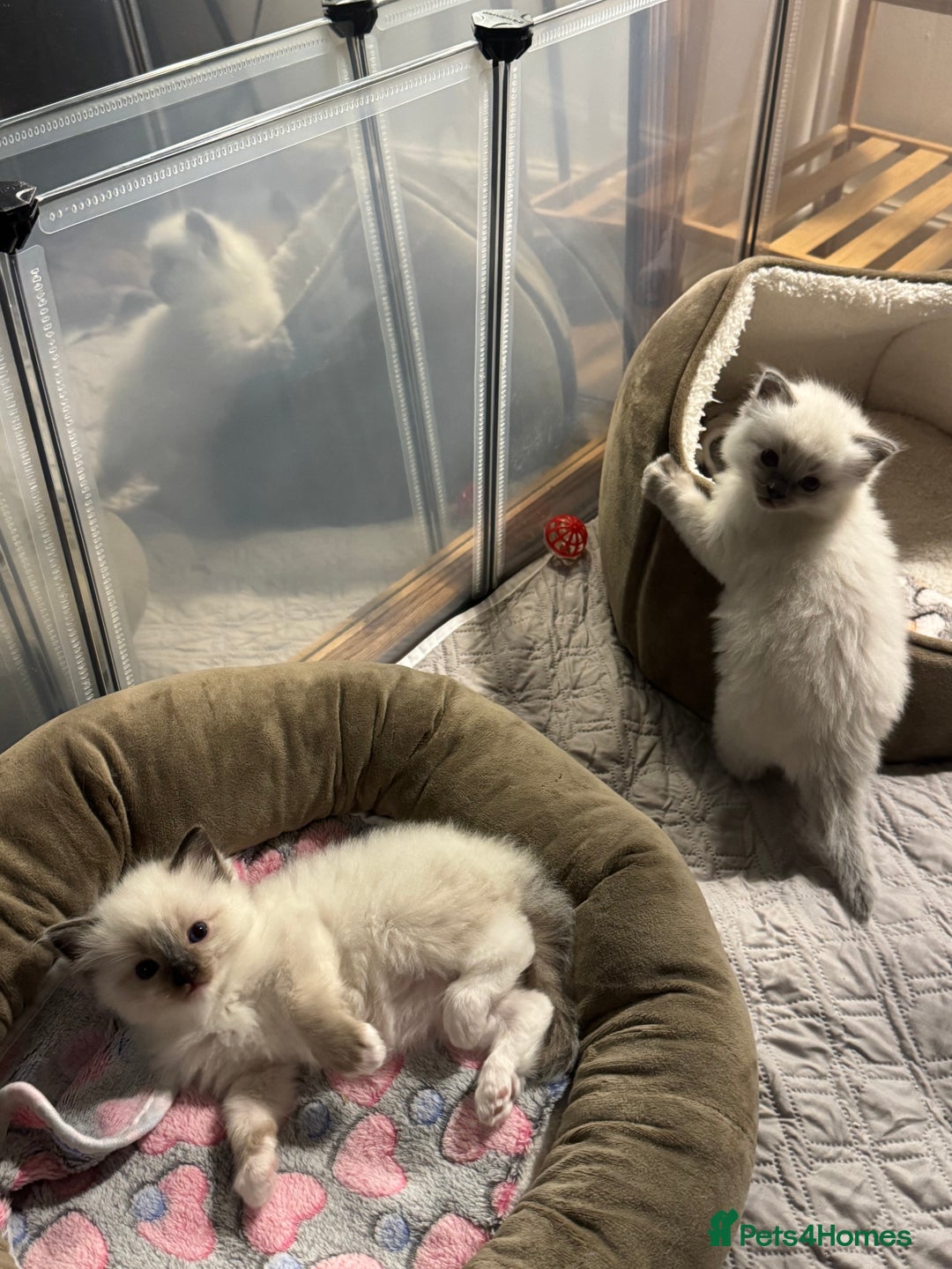 Ragdoll cats for sale: Last mitted Ragdoll girl available - Advert 5