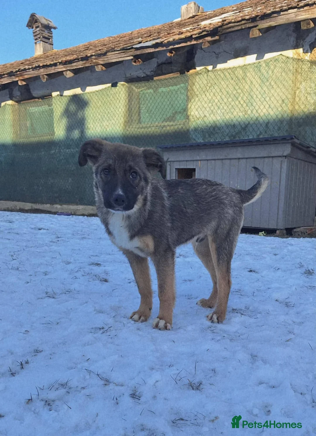 Mixed Breed dogs for adoption: Colby for adoption - Advert 3