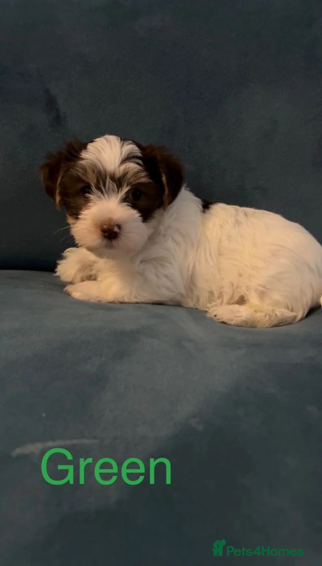 Yorkshire Terrier dogs for sale: Stunning Yorkshire Terrier Puppies For Sale  in Manchester - Advert 2