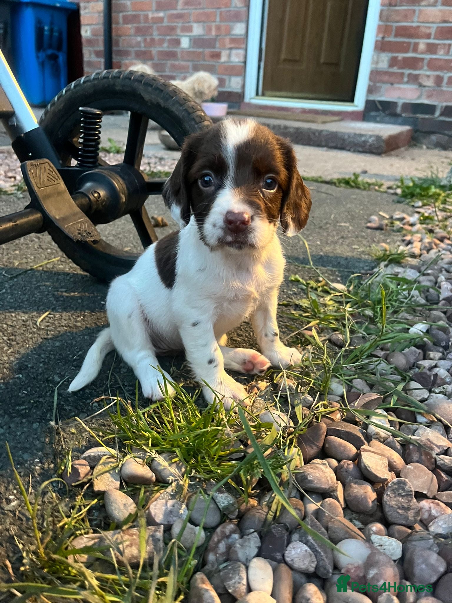 Cocker Spaniel dogs Gorgeous cocker spaniel pups🐶❤️ - Advert 1