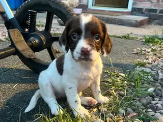 Cocker Spaniel dogs 2 gorgeous cocker spaniel puppies ❤️🐶 - Advert 1