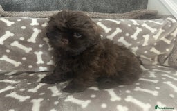 Shih Tzu dogs for sale: KC Imperial Dark non fade Chocolate Boy Available - Image 1