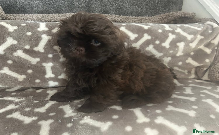 Shih Tzu dogs - Advert 3