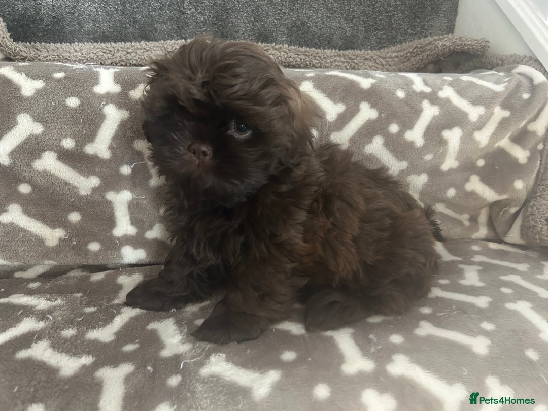 Shih Tzu dogs for sale: KC Imperial Dark non fade Chocolate Boy Available - Image 1