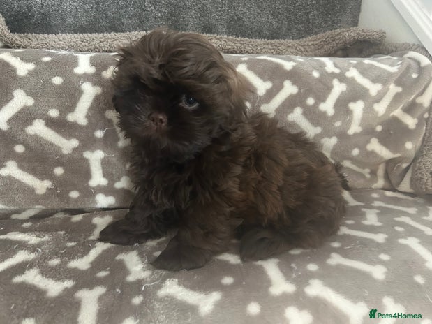 Shih Tzu dogs - Advert 14