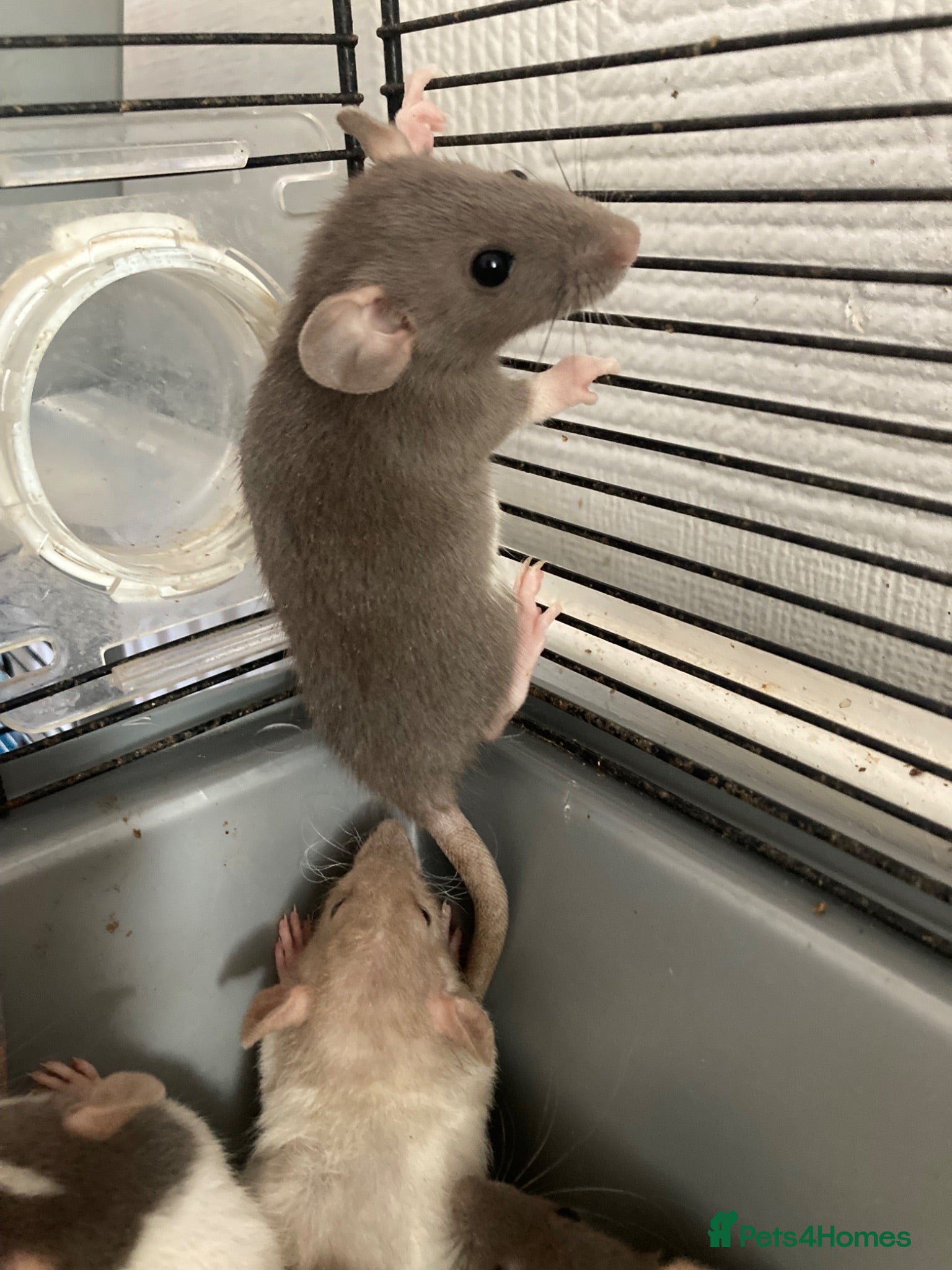 Rat rodents Rats for sale hull - Advert 1