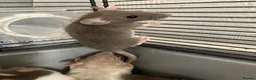 Rat rodents for sale: Rats for sale hull - Advert 1