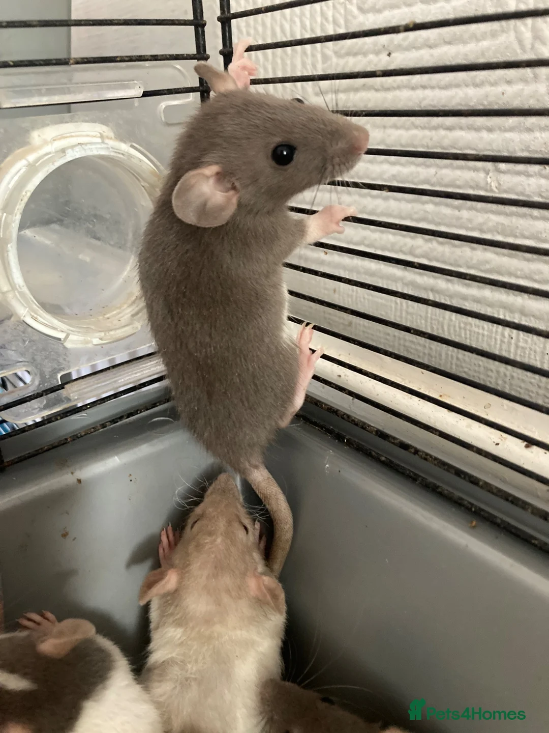 Rat rodents for sale: Rats for sale hull - Advert 1