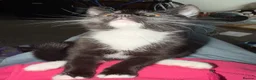 Mixed Breed cats for sale: Two male kittens - Advert 1