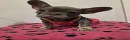 French Bulldog dogs for sale: French Bulldog Puppies in Lichfield - Advert 4