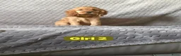 Cocker Spaniel dogs for sale: FULLHEATHTESTED OUTSTANDING SHOWTYPE COCKERSPANIEL in Alton - Advert 31