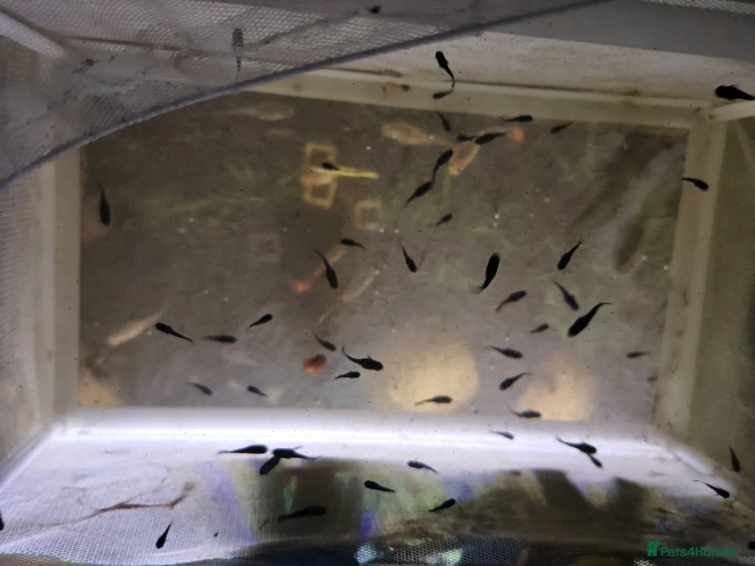 Mollies fish for sale: Black mollies - Advert 3