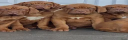 Dogue De Bordeaux dogs for sale: 3 Beautiful boys available ! - Advert 3