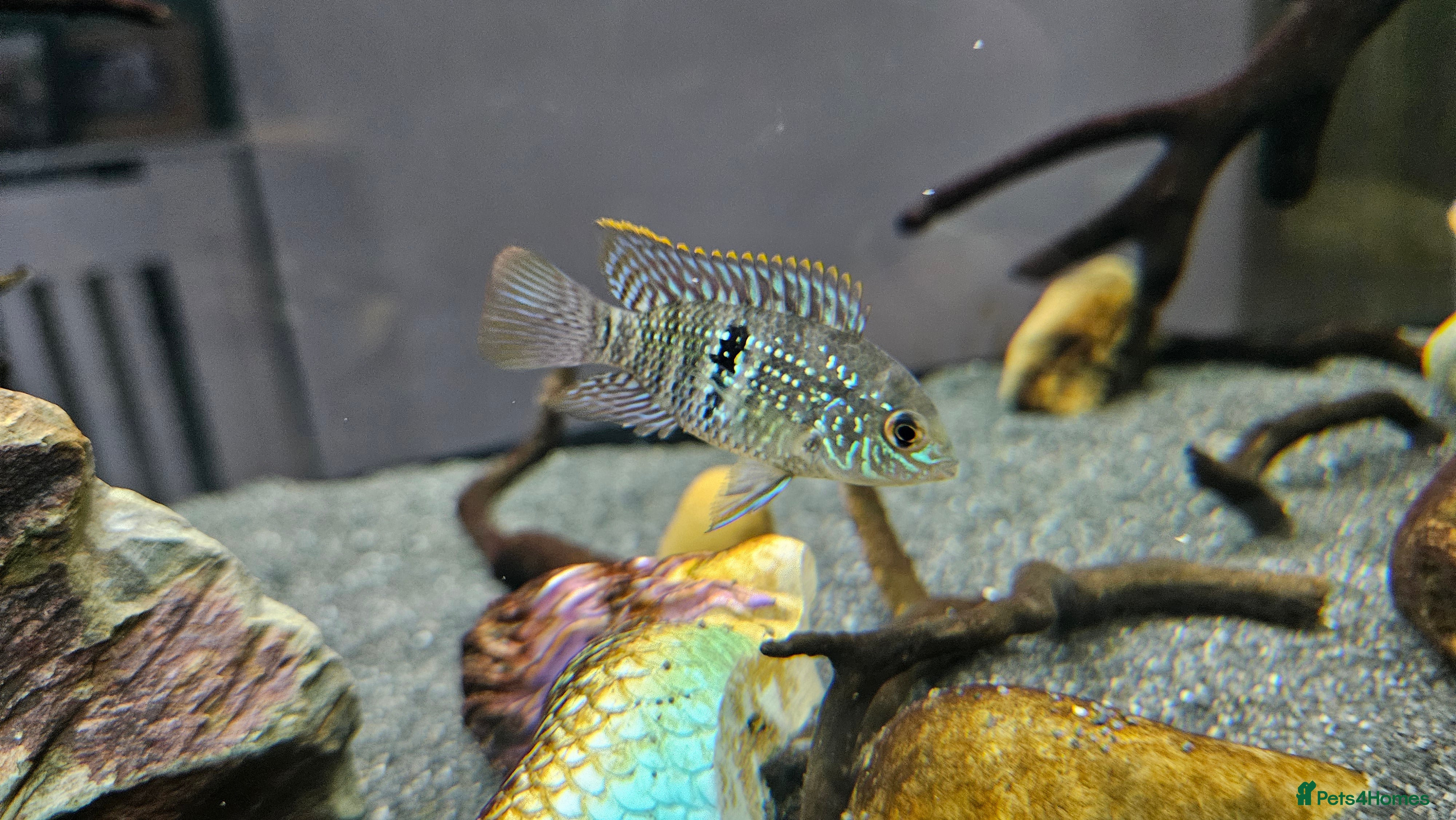 Cichlids fish Blue acara  - Advert 3