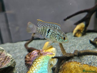 Cichlids fish - Advert 2