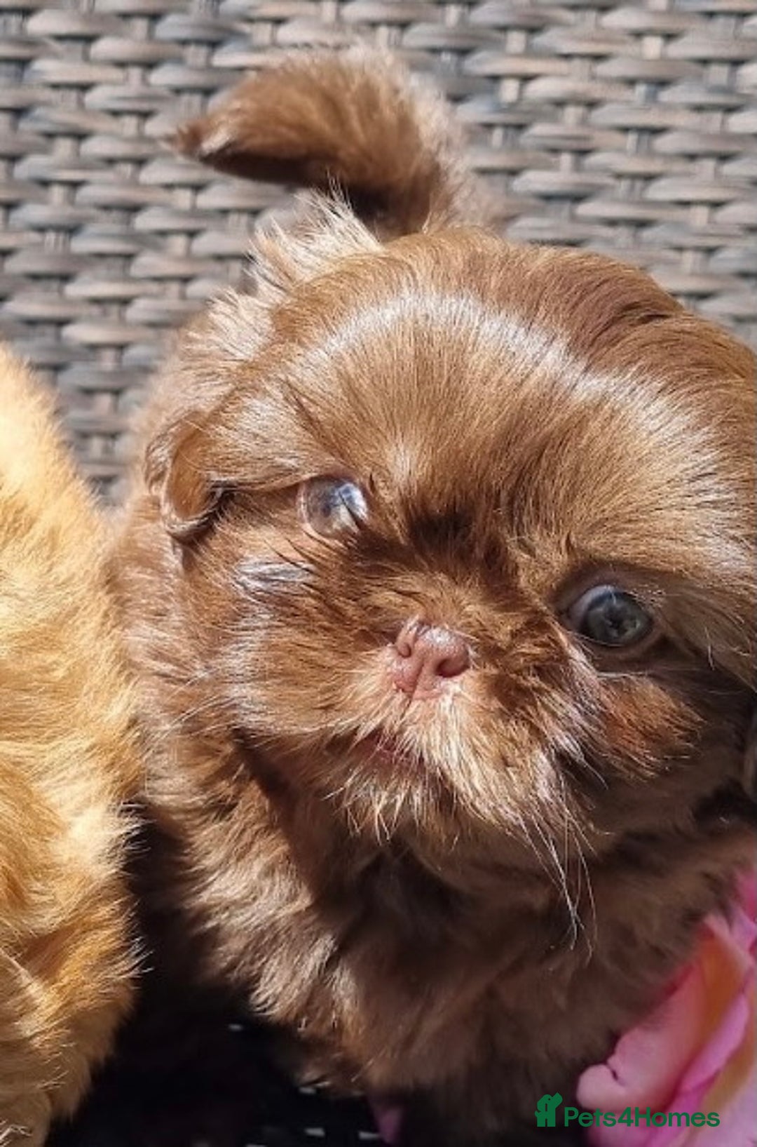 Shih Tzu dogs for stud: KC Lilac Imperial Shih Tzu for Stud in Chislehurst - Advert 17