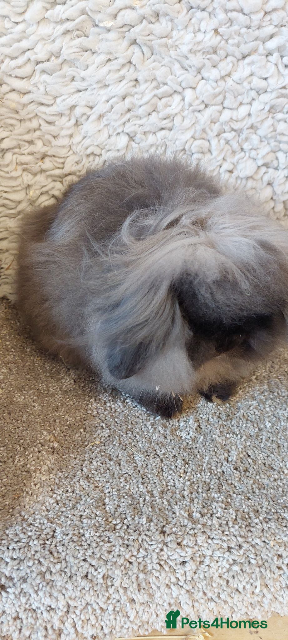 Mini Lion Lop rabbits Mini lionlop Sable Buck - Advert 20