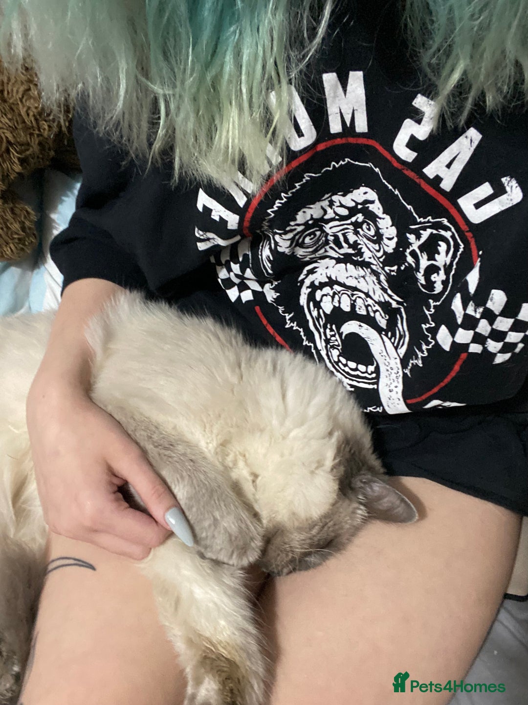 Maine Coon cats for sale: Tsuki Maine Coone White and Grey 1 Years Old - Advert 2