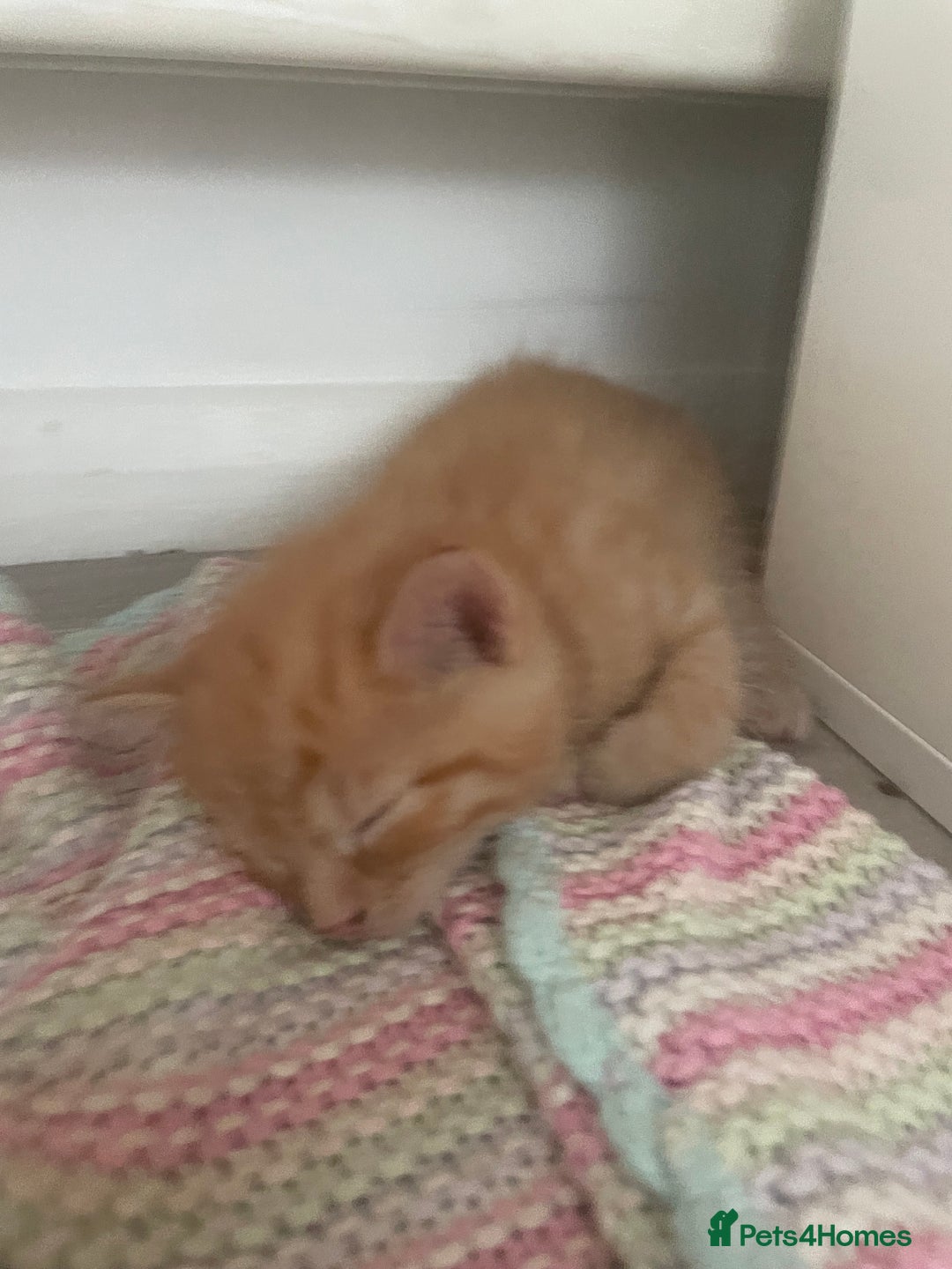British Shorthair cats for sale: 5 kitties for sale  - Image 10