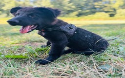 Mixed Breed dogs for sale: Dutch/German shepherd  - Image 3