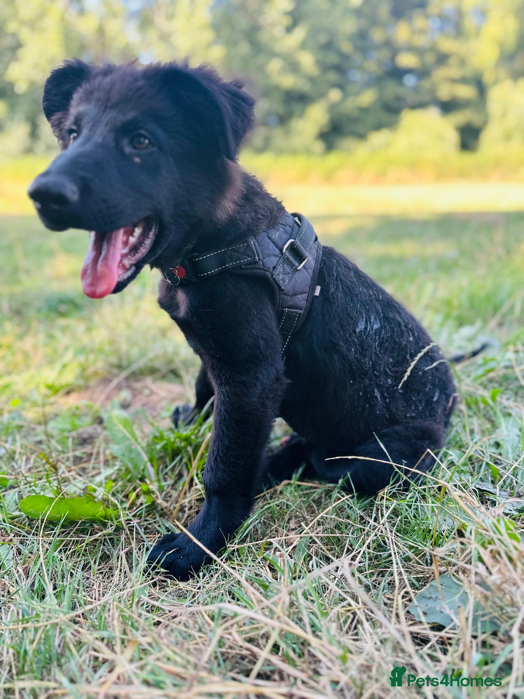 Mixed Breed dogs for sale: Dutch/German shepherd  - Image 3