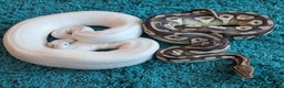 Snake reptiles for sale: 🐍 Ball Python Hatchlings – Stunning Morphs - Advert 1