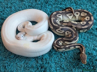 Snake reptiles 🐍 Ball Python Hatchlings – Stunning Morphs - Advert 1