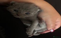 Mixed Breed cats for sale: Female Maine Coon x British Shorthair kitten - Image 3