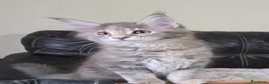Maine Coon 2 Buttercup 
