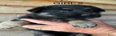 German Shepherd 2