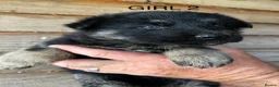 German Shepherd dogs for sale: STUNNING LITTER OF GERMAN SHEPHERD PUPPIES - Advert 7