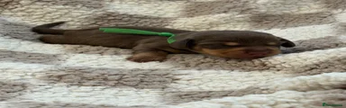 Miniature Dachshund 4