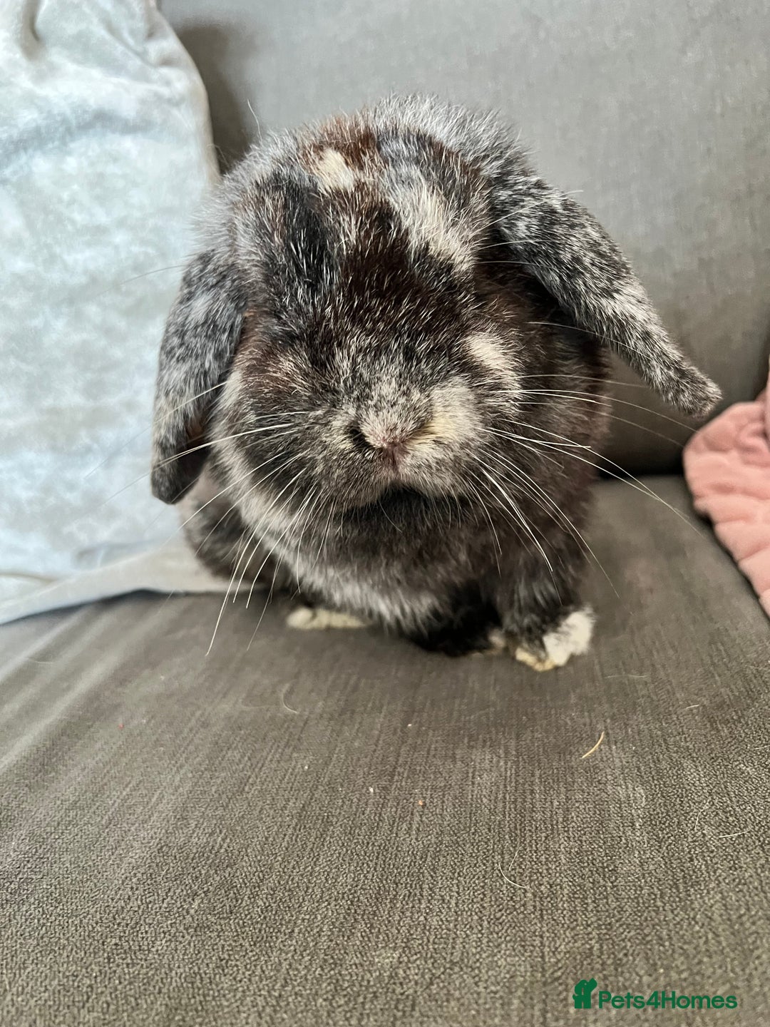 Mini Lop rabbits for sale: Beautiful Mini Lop female for sale - Image 6