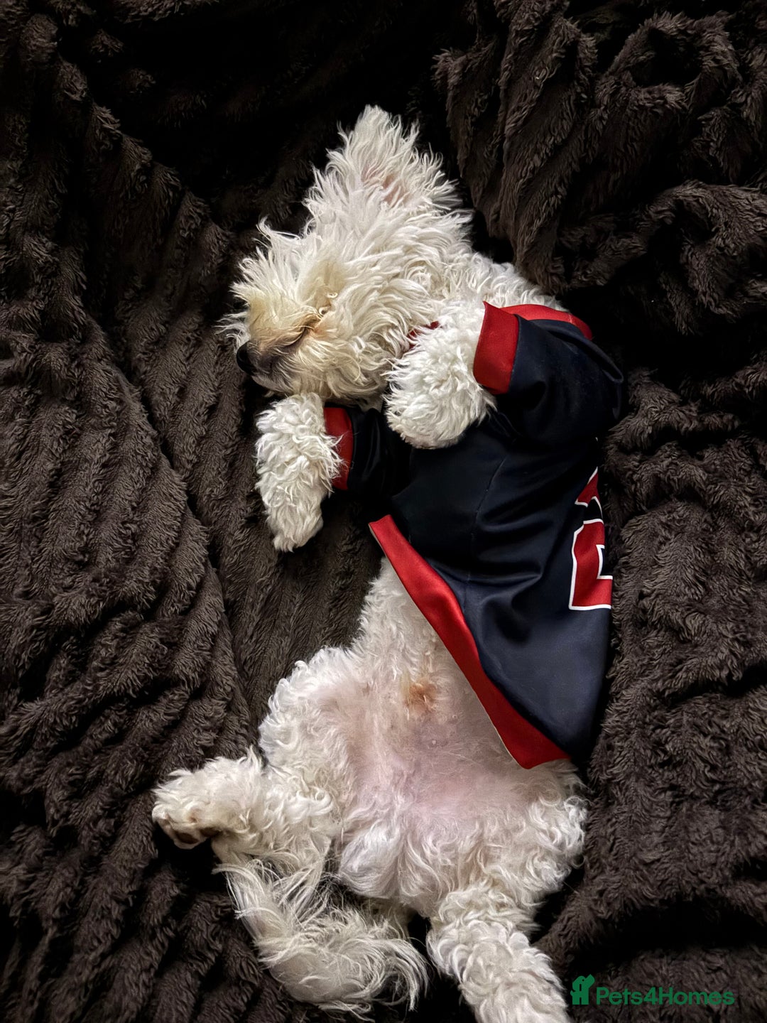 Bichon Frise dogs for sale: Bichon frise - Advert 5