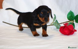 Miniature Dachshund dogs for sale: 🐾❤️ Precious Miniature Dapple Dachshunds ❤️🐾 - Image 10