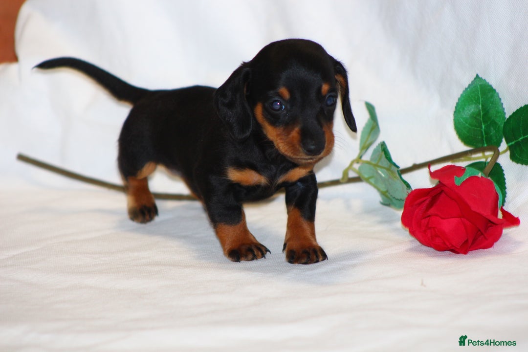 Miniature Dachshund dogs for sale: 🐾❤️ Precious Miniature Dapple Dachshunds ❤️🐾 - Image 10