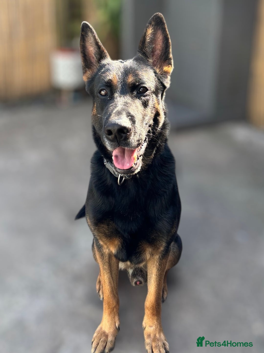 Mixed Breed dogs for sale: Loki - Belgian Malinois x German Shepherd - Intact - Advert 2