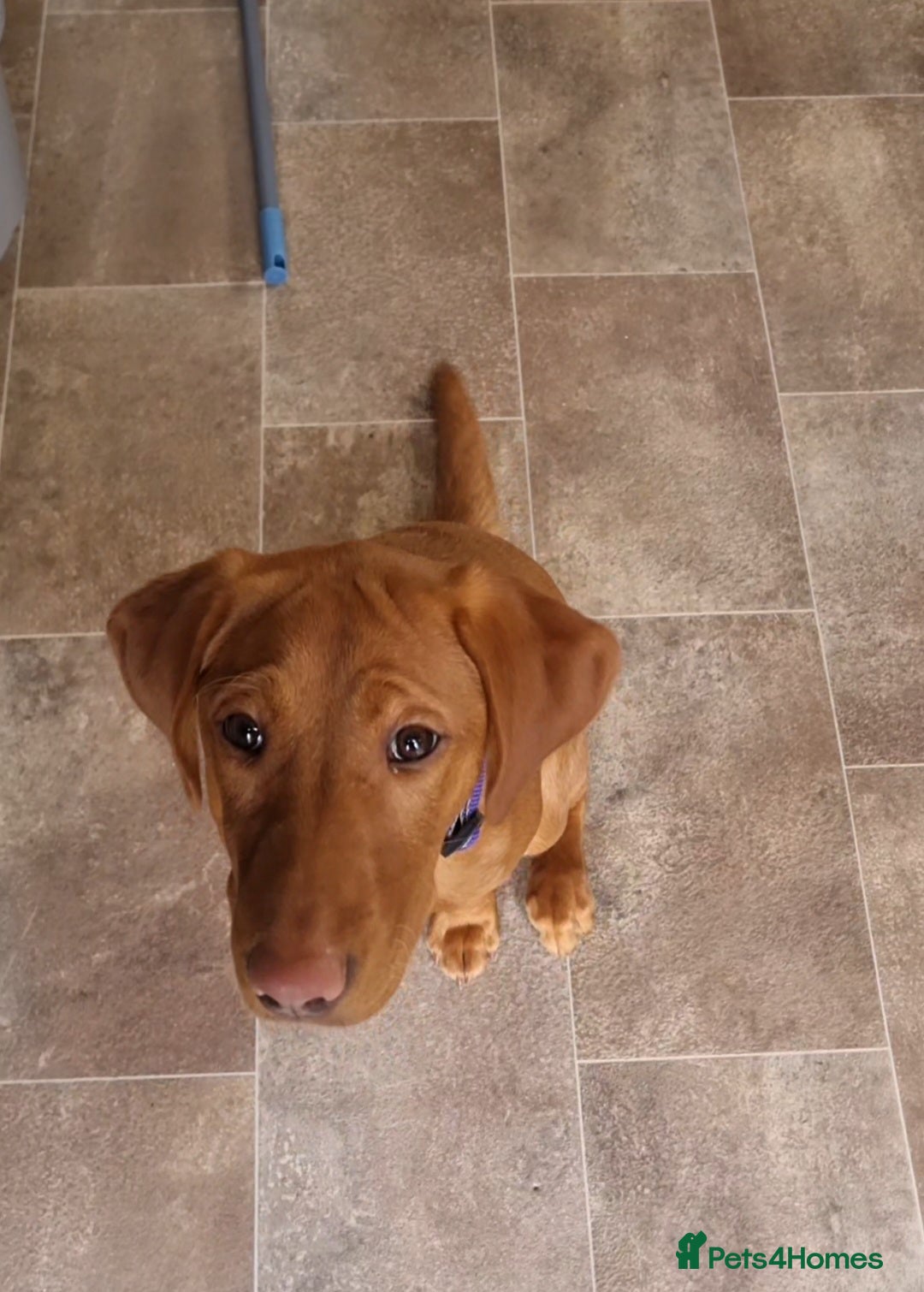 Labrador Retriever dogs Fox red labrador  - Advert 1