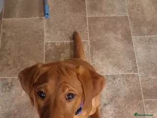 Labrador Retriever dogs Fox red labrador - Advert 1