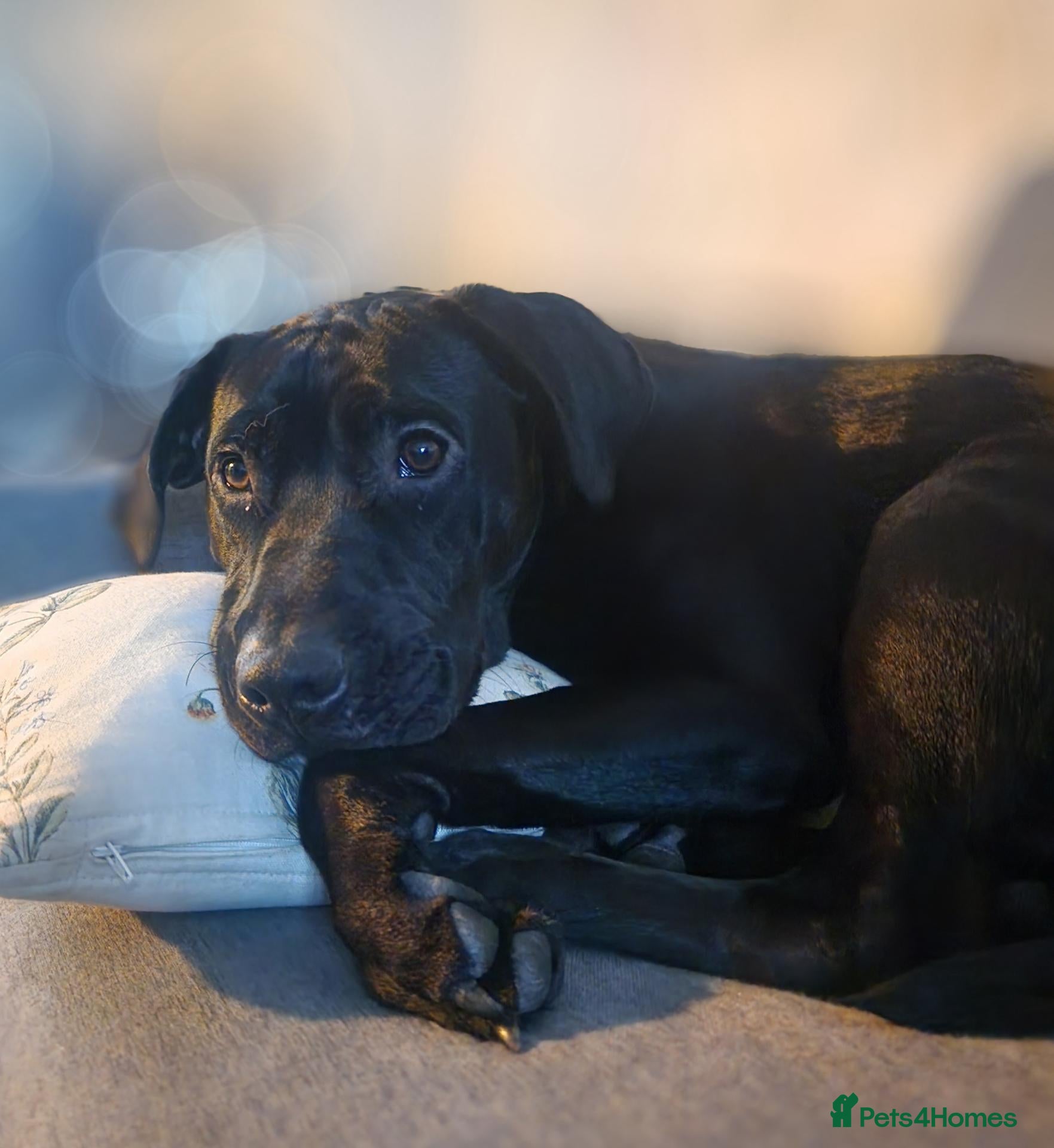 Mixed Breed dogs Lab/staffy cross - Advert 1